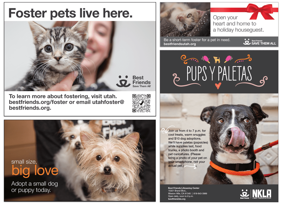 Best Friends Animal Society Role: Designer/Consultant